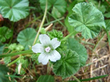 pinay mallow|Mallow: Pictures, Flowers, Leaves & Identification .